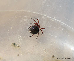 Ragno Linyphiidae Erigoninae