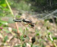 Ragno Frontinellina frutetorum