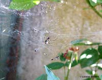 Frontinellina frutetorum