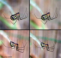 Linyphia triangularis