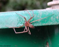ragno Loxosceles rufescens