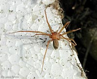 ragno Loxosceles rufescens