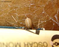 corpo del Loxosceles rufescens