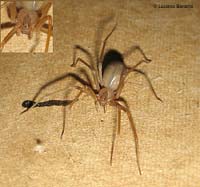 Ragno Loxosceles rufescens