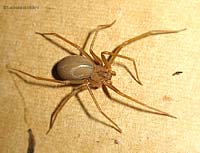 ragno violino Loxosceles rufescens