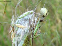 Cheiracanthium sp. in guardia alla sua prole