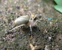 Cheiracanthium sp