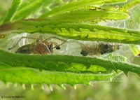 coppia di Cheiracanthium sp. dentro al nido