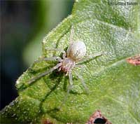 Immaturo di Cheiracanthium mildei