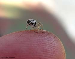 Oecobius sp.