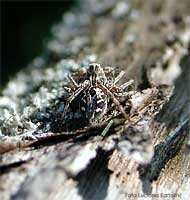 Oxyopes