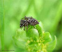 Oxyopes
