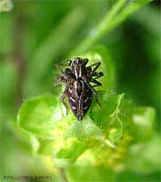 Oxyopes