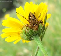 Oxyopes