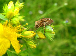 Oxyopes