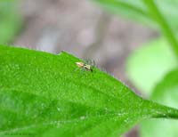 piccolo ragno Oxyopes che ha predato un afide