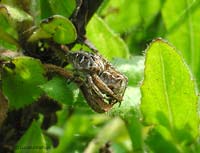 Oxyopes nascosto tra le foglie