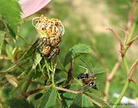 Maschio e femmina di ragni Oxyopes