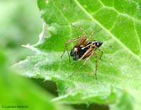 il maschio di ragno Oxyopes sp.