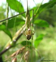 Oxyopes appeso ad una spiga verde