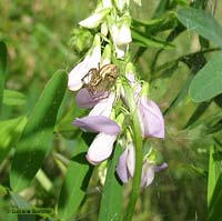 Oxyopes femmina