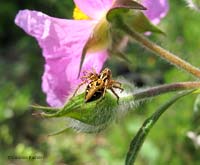 Ragno Oxyopes su un fiore di cisto