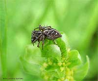 Oxyopes lineatus