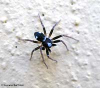 Philodromide sp. giovane