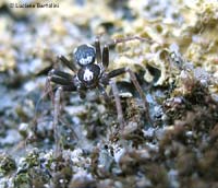 Philodromide sp. giovane
