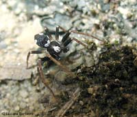 Philodromide sp. giovane