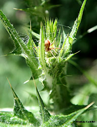 Philodromus femmina