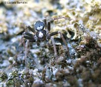 Pulchellodromus bistigma maschio