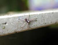 piccolo Pulchellodromus sp.