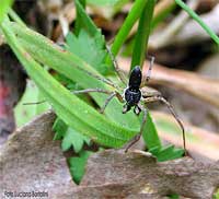 Philodromus dispar maschio