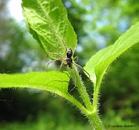 Philodromus dispar maschio