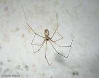 Pholcidae
