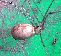 Pholcus phalangioides