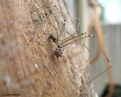 Ragno Pholcus con uova