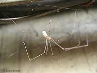 ragno Pholcus phalangioides