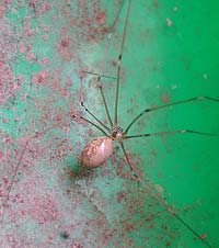 Pholcus phalangioides