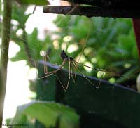 Pholcidae sulla sua ragnatela