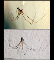Ragno Holocnemus Pluchei