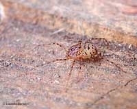 ragno scytodes thoracica
