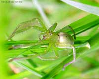Ragno verde che si mimetizza tra gli steli di erba