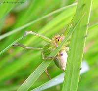 Ragno verde tra l'erba