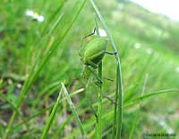 Micrommata virescens sui fili di erba