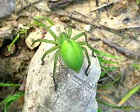 Micrommata virescens su un sasso