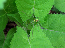 Micrommata virescens maschio