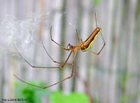 Tetragnathidae colorato