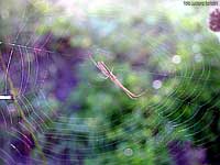 ragno Tetragnathidae al centro della ragnatela